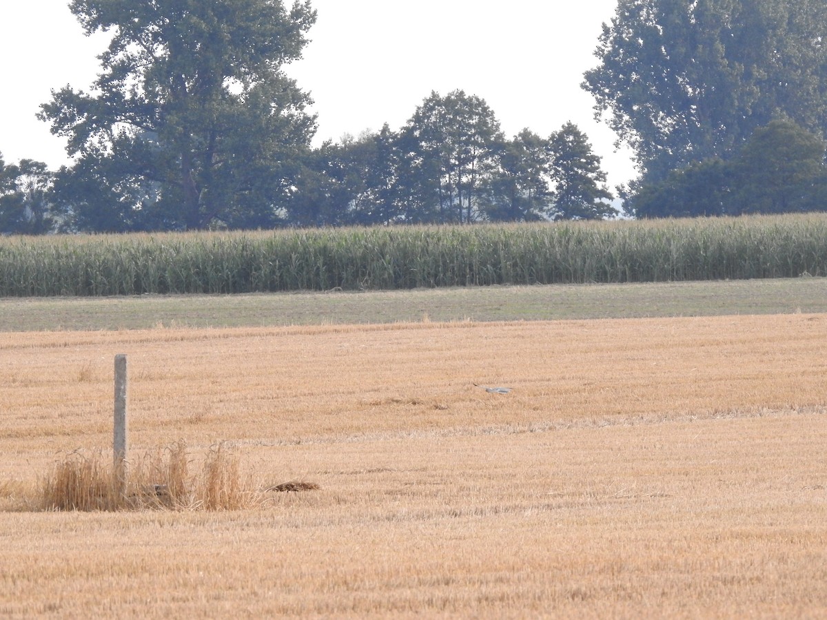 Pallid Harrier - ML254835891