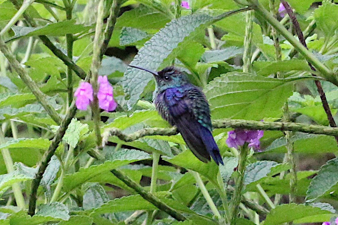 Crowned Woodnymph (Northern/Colombian Violet-crowned) - ML254837861