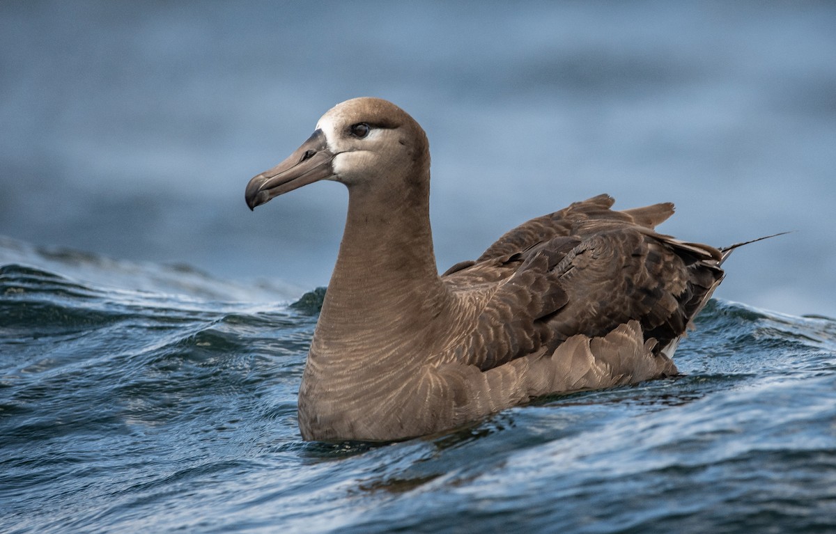 Black-footed Albatross - Mason Maron