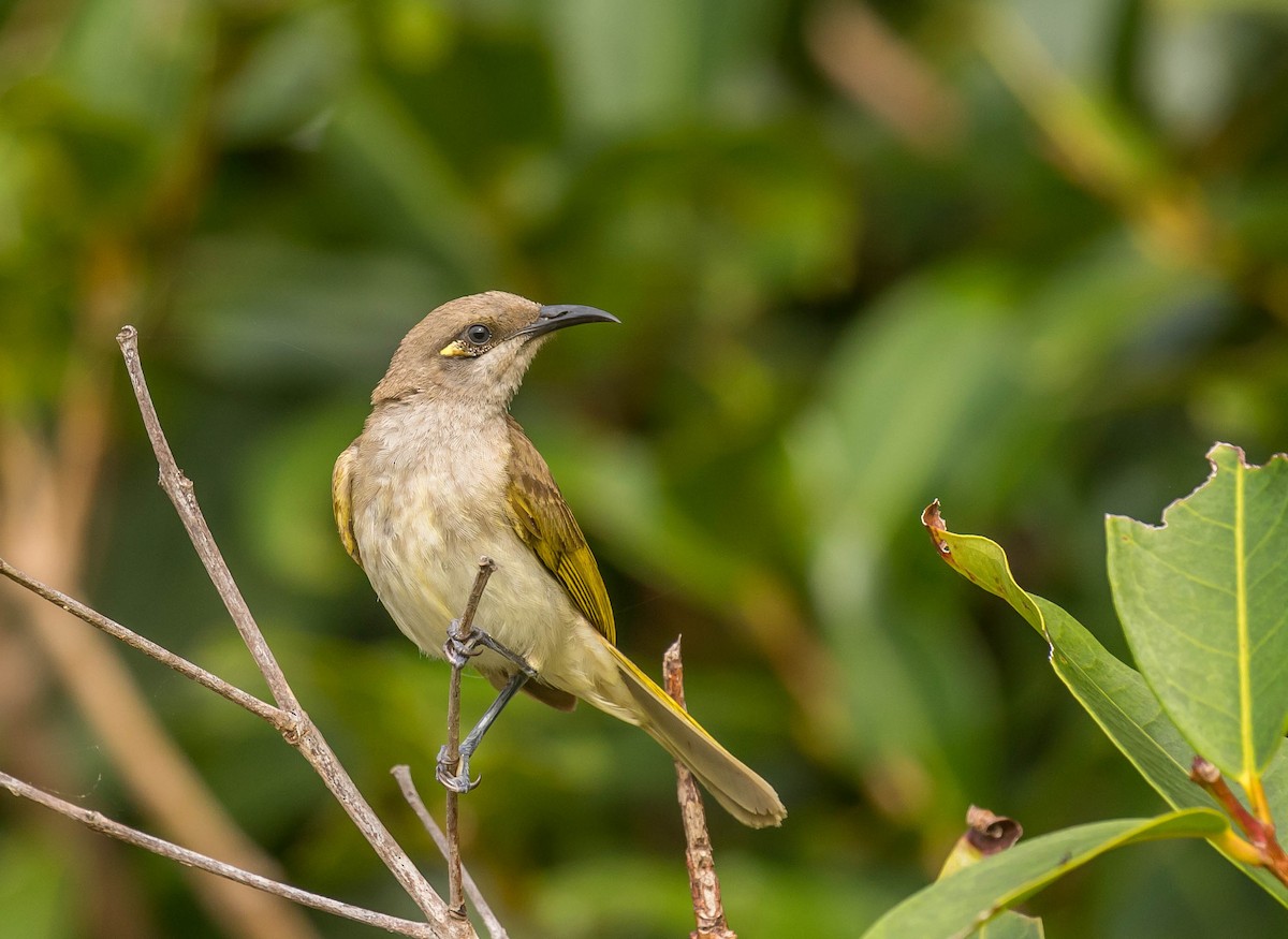 Brown Honeyeater - ML254838531