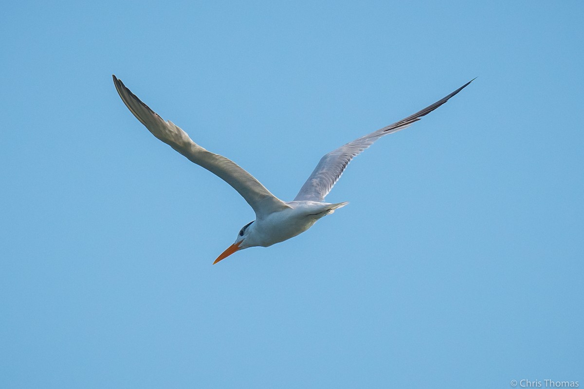 Royal Tern - Chris Thomas