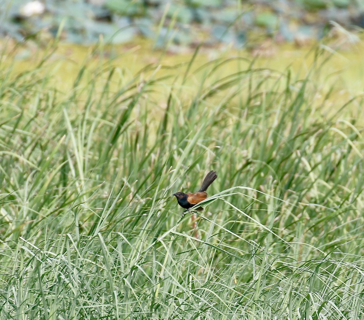 Lesser Coucal - ML254840201