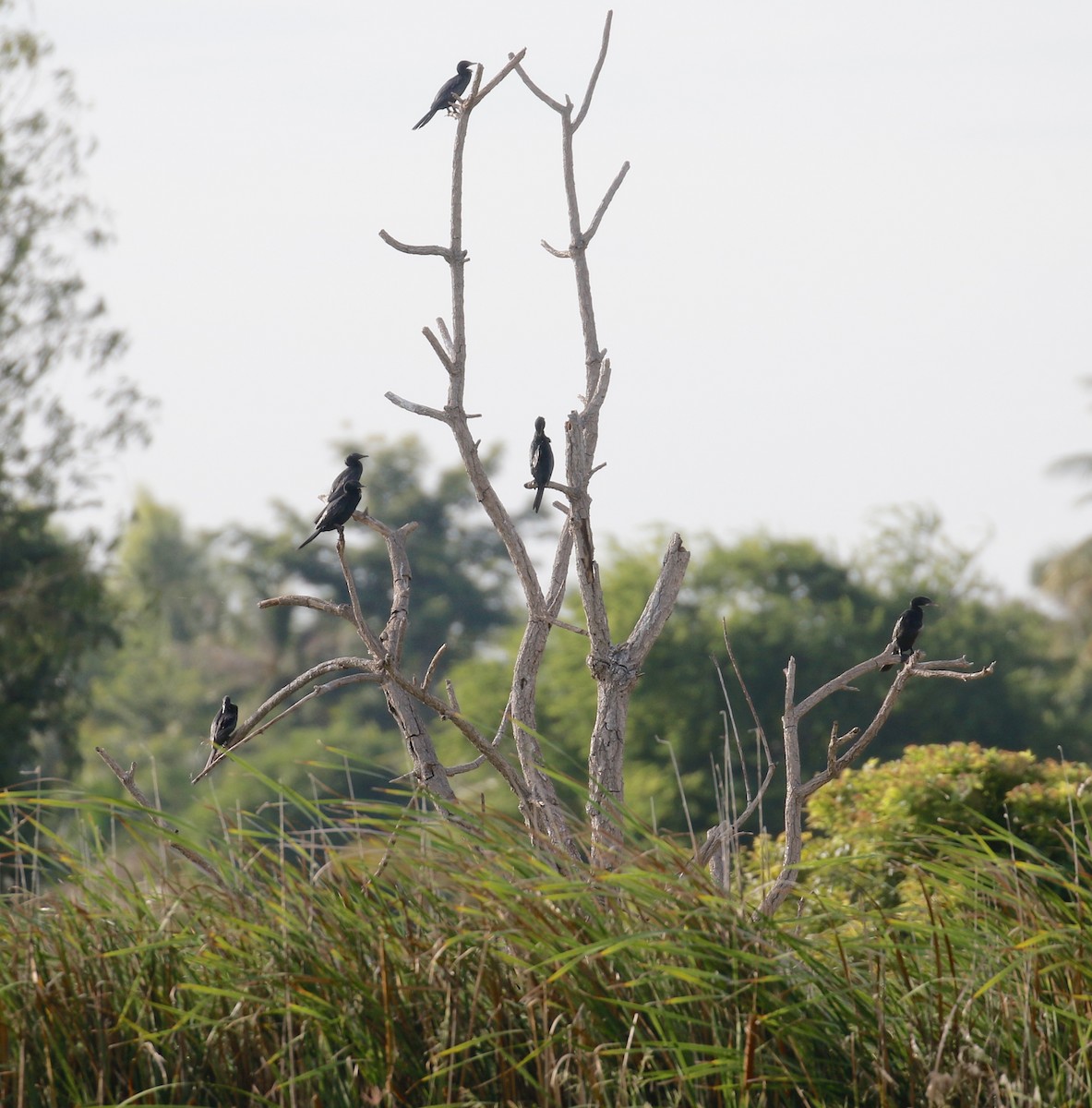 Little Cormorant - ML254840261