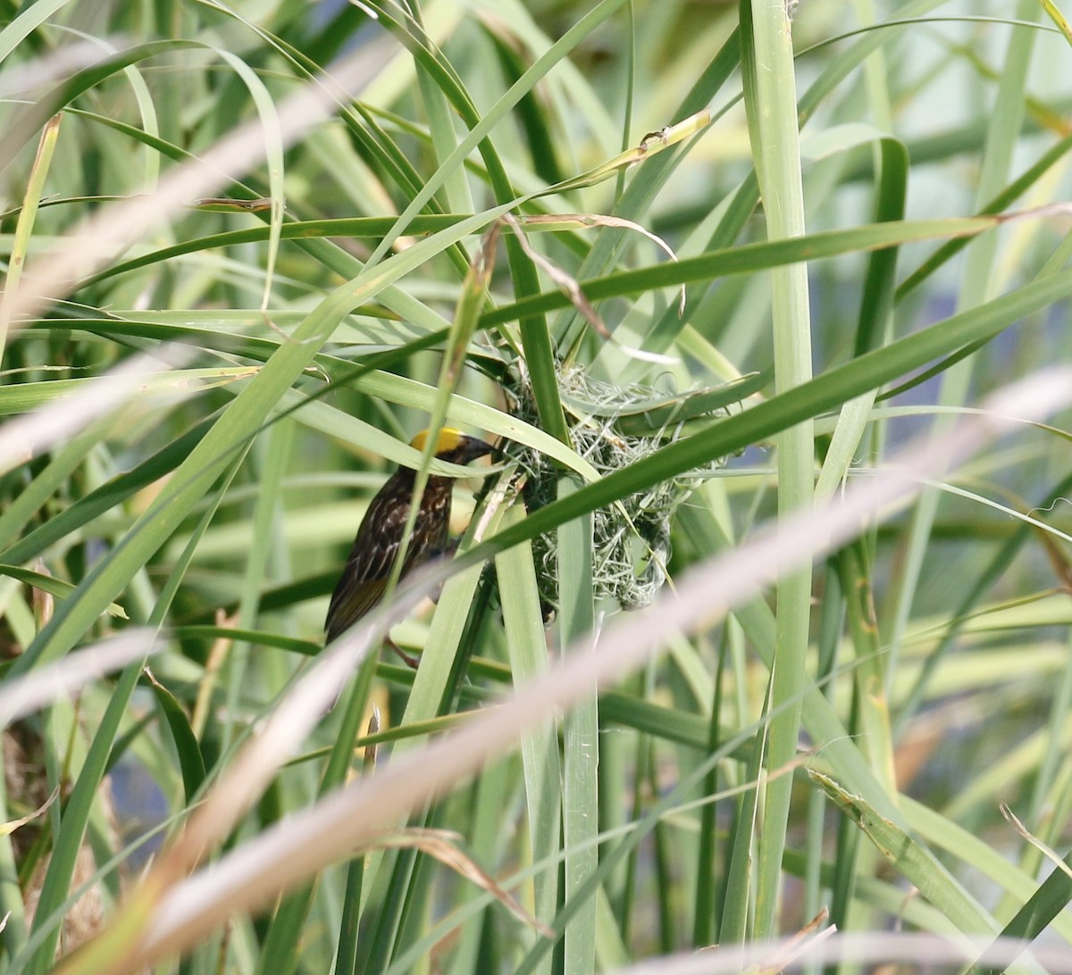 Streaked Weaver - ML254840481