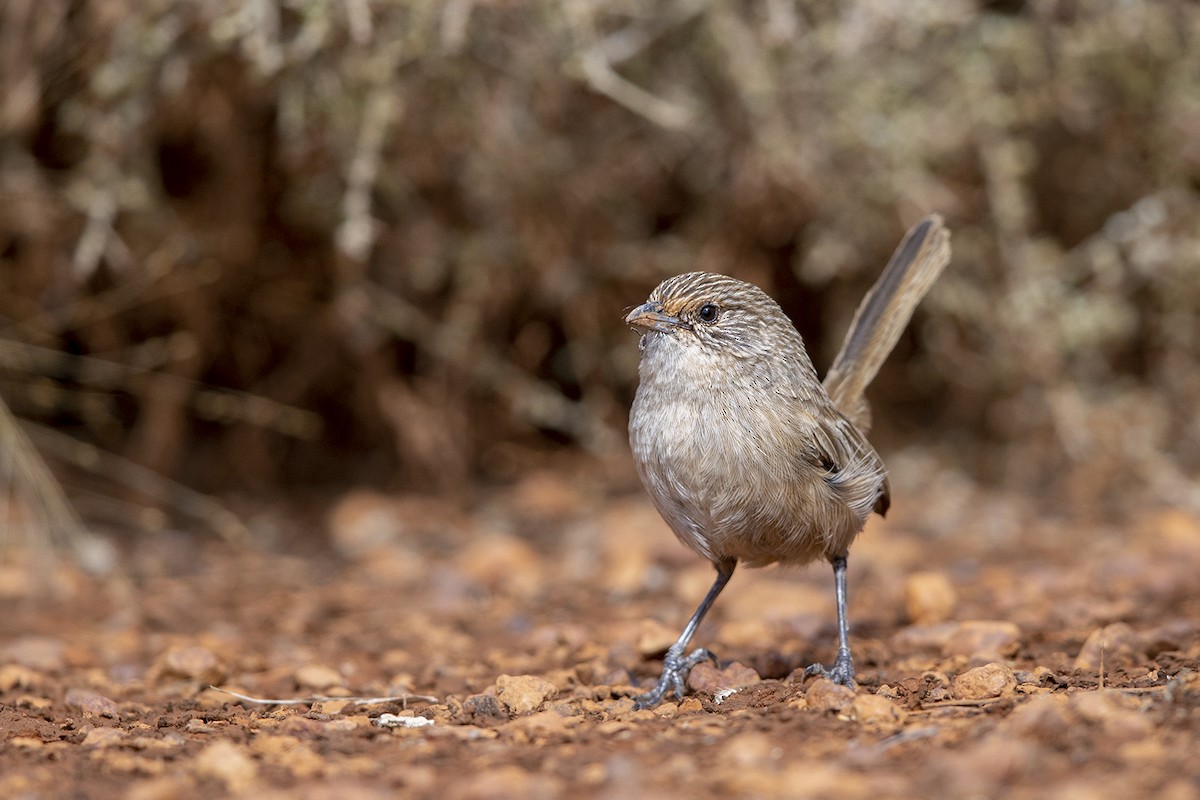 Thick-billed Grasswren - ML254842491