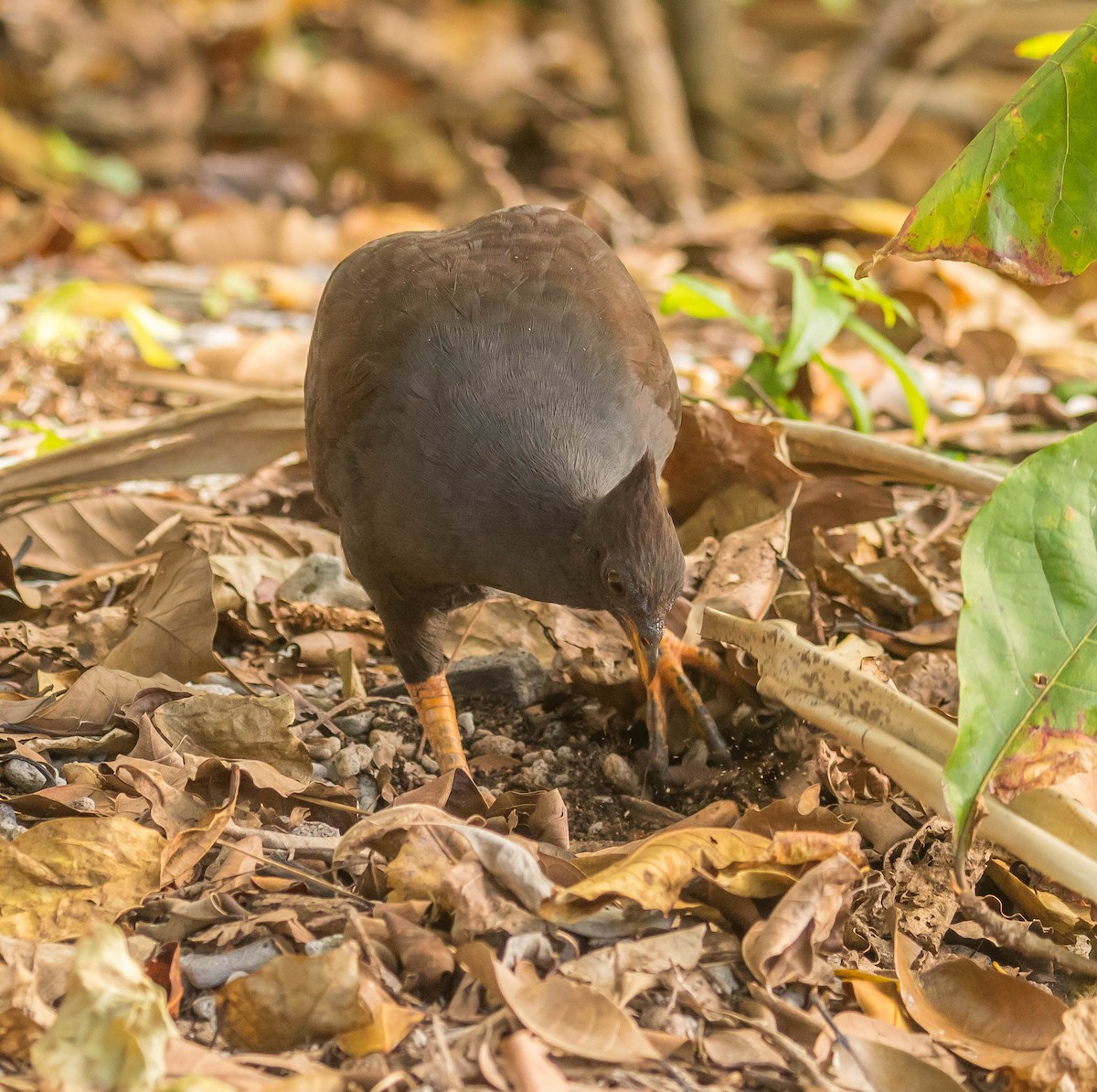 Orange-footed Megapode - ML254842581