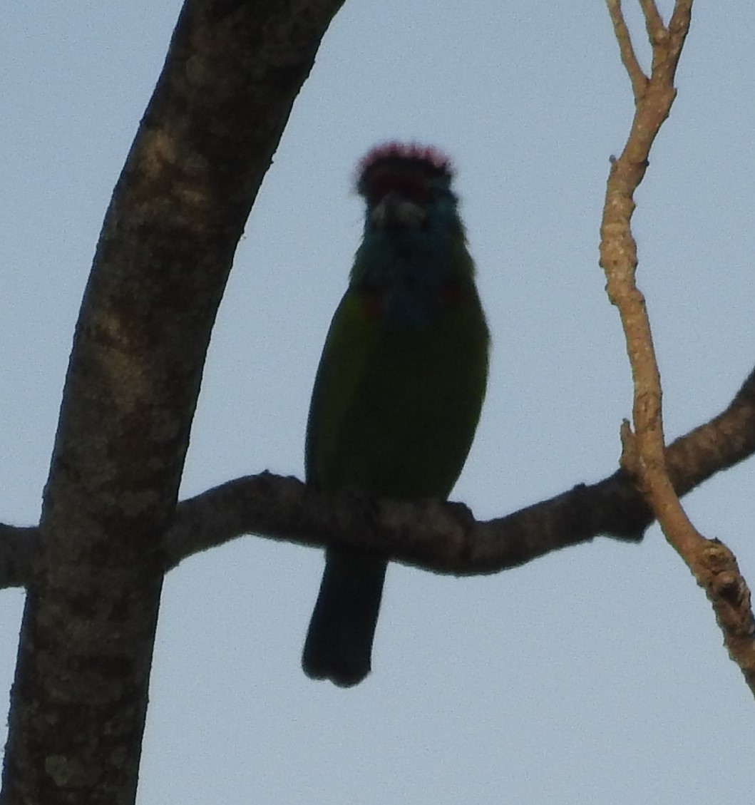 Blue-throated Barbet - ML254842641