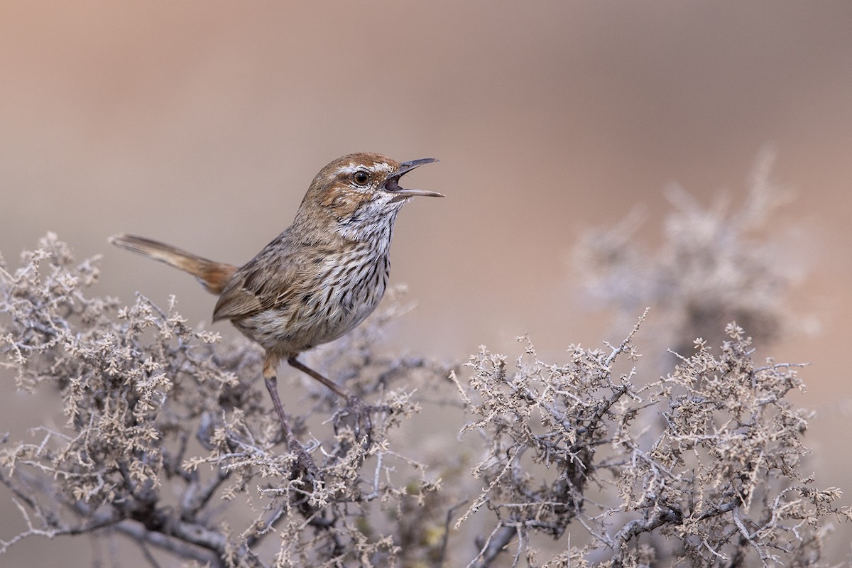 Rufous Fieldwren - ML254842861