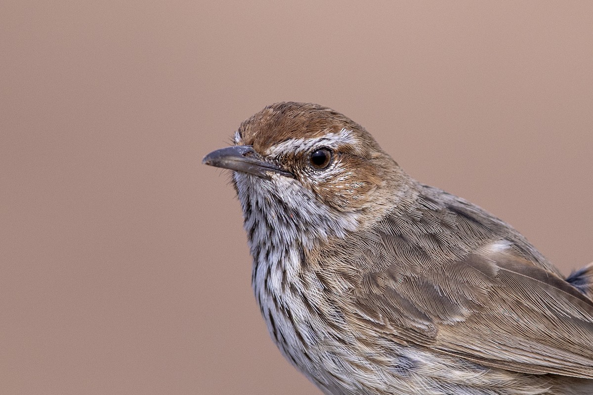 Rufous Fieldwren - Laurie Ross | Tracks Birding & Photography Tours