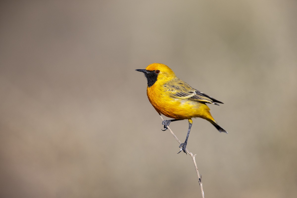 Orange Chat - Laurie Ross | Tracks Birding & Photography Tours