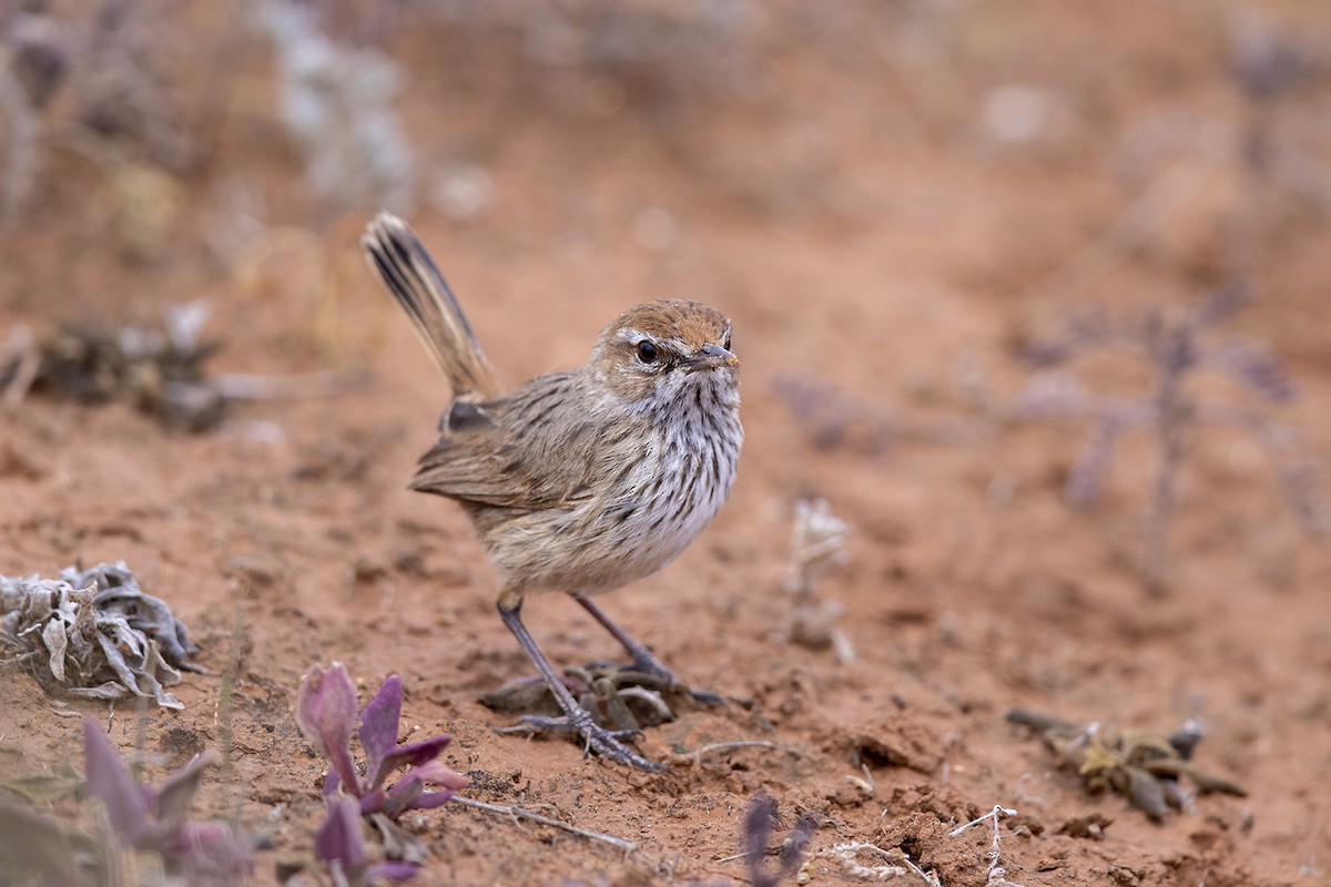 Rufous Fieldwren - ML254843071