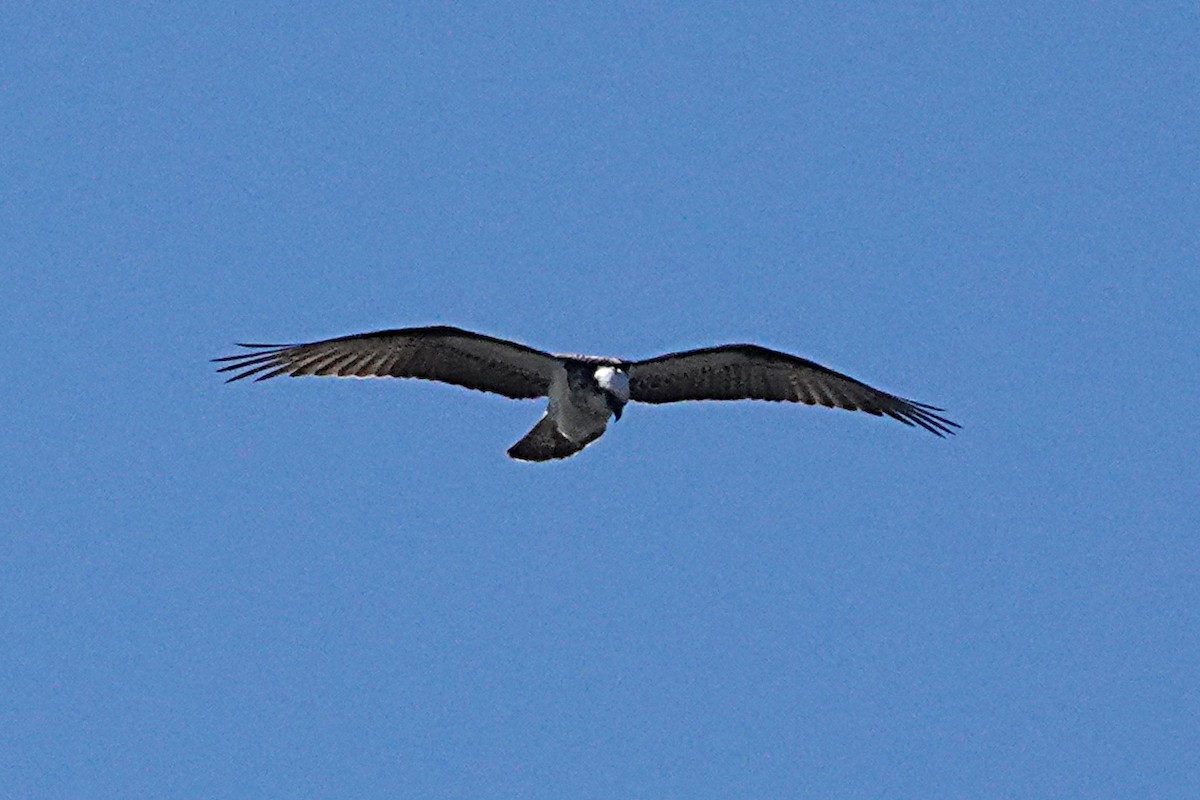 Águila Pescadora (Australia) - ML254843531