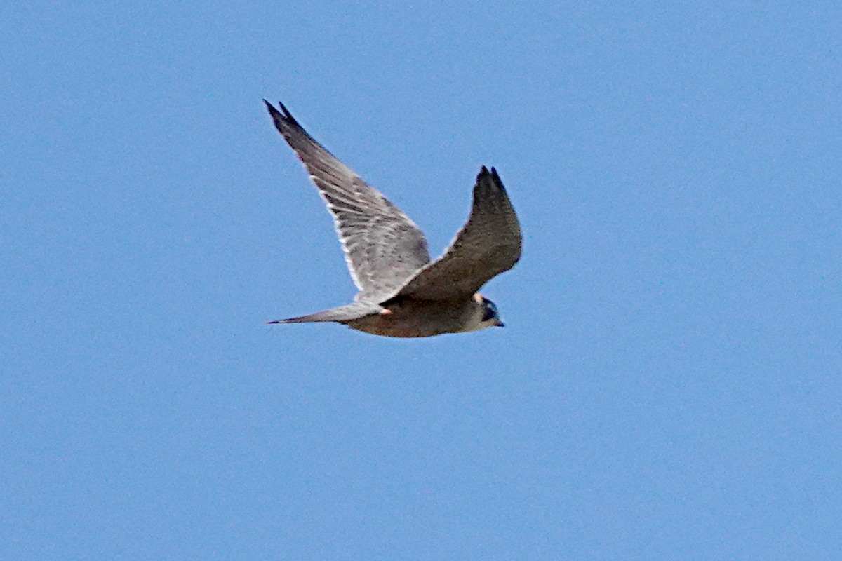 Australian Hobby - ML254843581