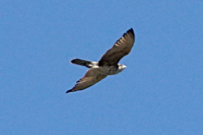 Brown Falcon - ML254843641