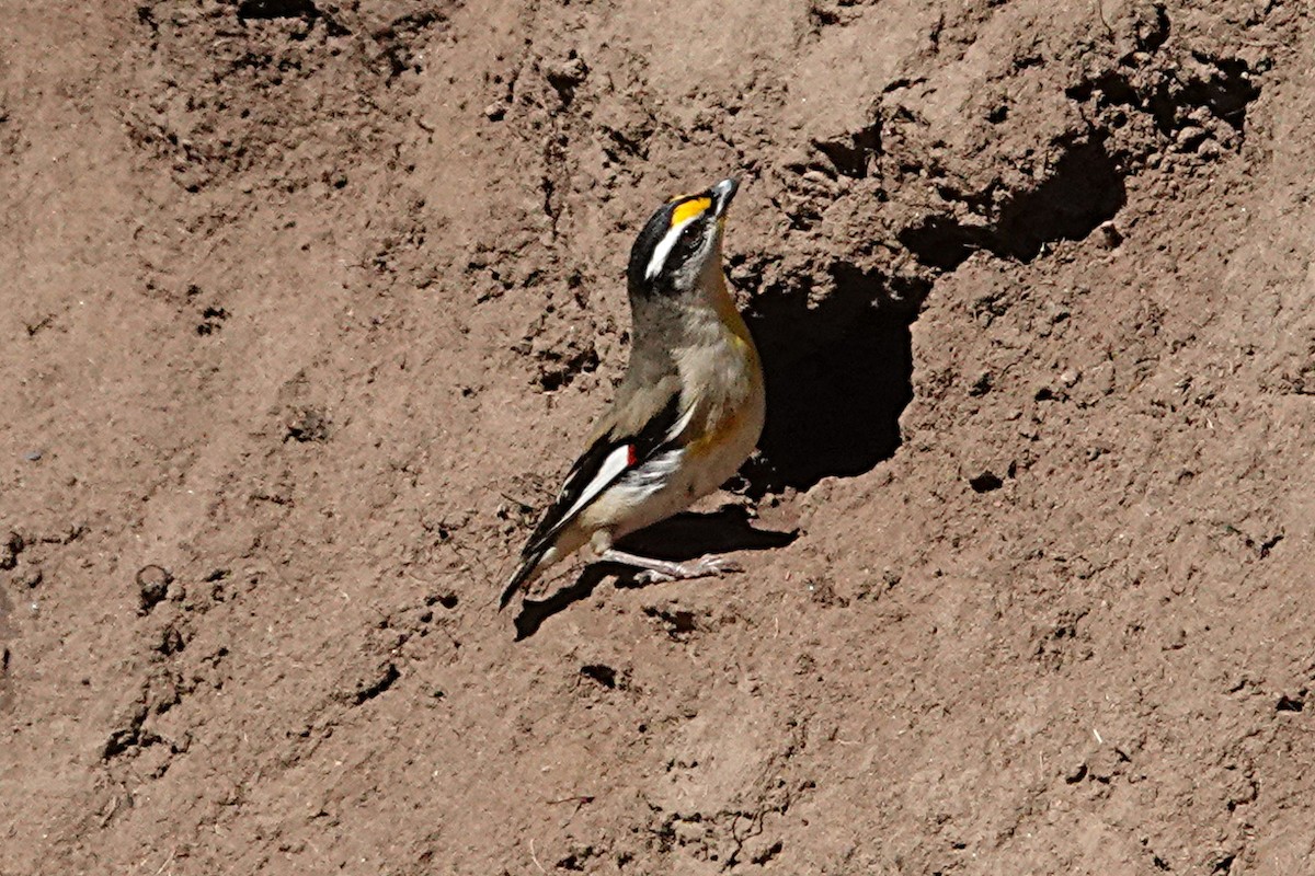 Striated Pardalote - ML254843751