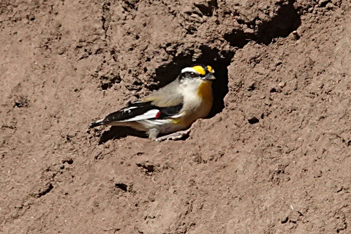 Pardalote Estriado - ML254843771