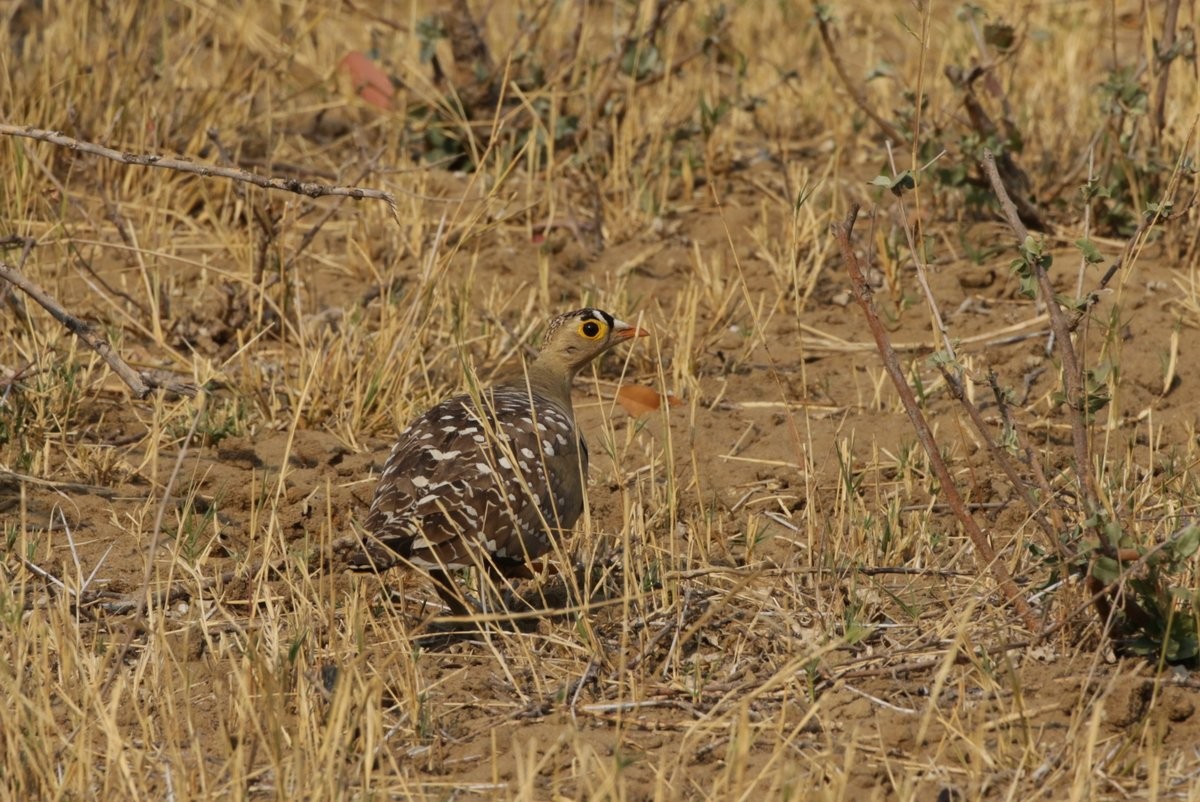 Double-banded Sandgrouse - ML254844471