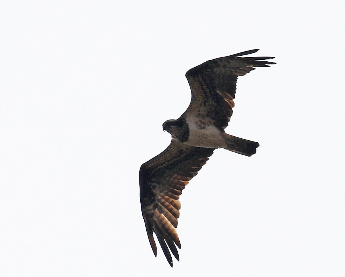Falco pescatore - ML254845311