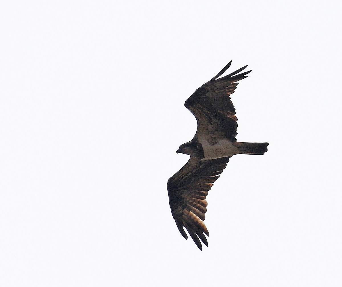 Falco pescatore - ML254845341