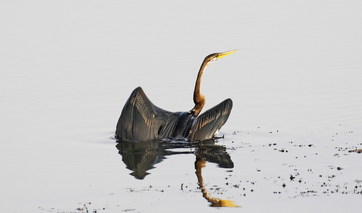 Oriental Darter - ML254845631