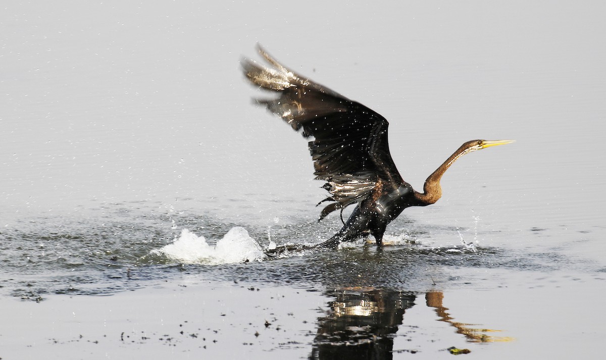 Oriental Darter - ML254845641
