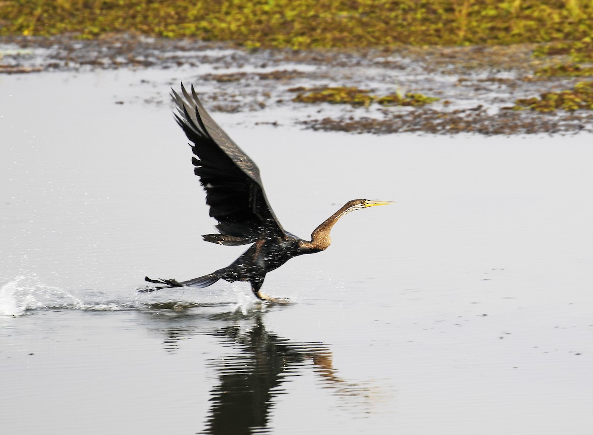 Oriental Darter - ML254845651