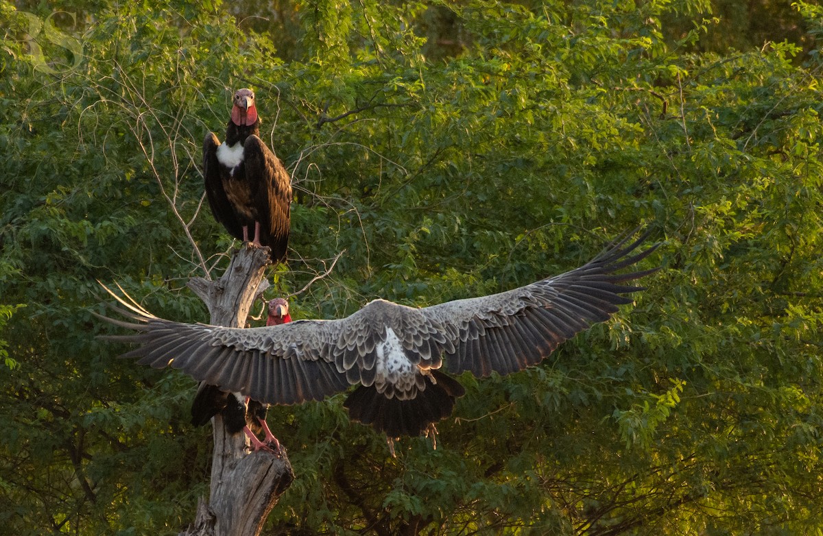 Red-headed Vulture - ML254845721