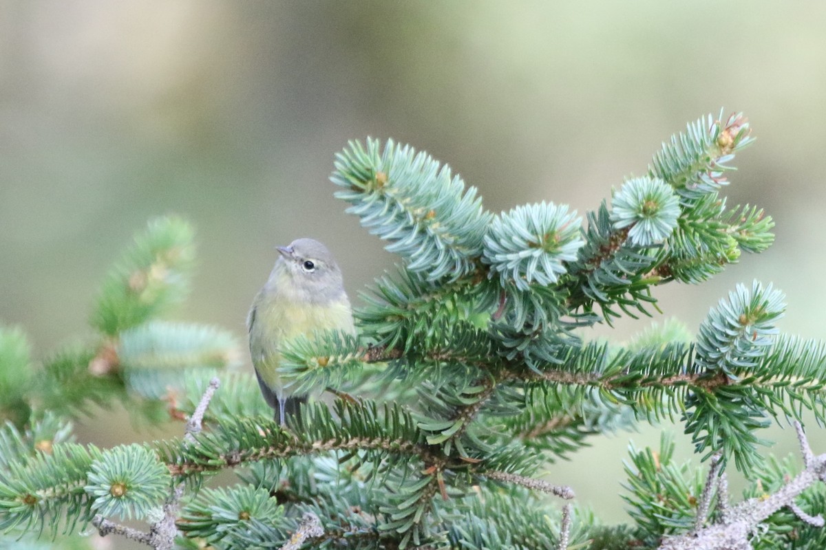 Orange-crowned Warbler - ML254846681