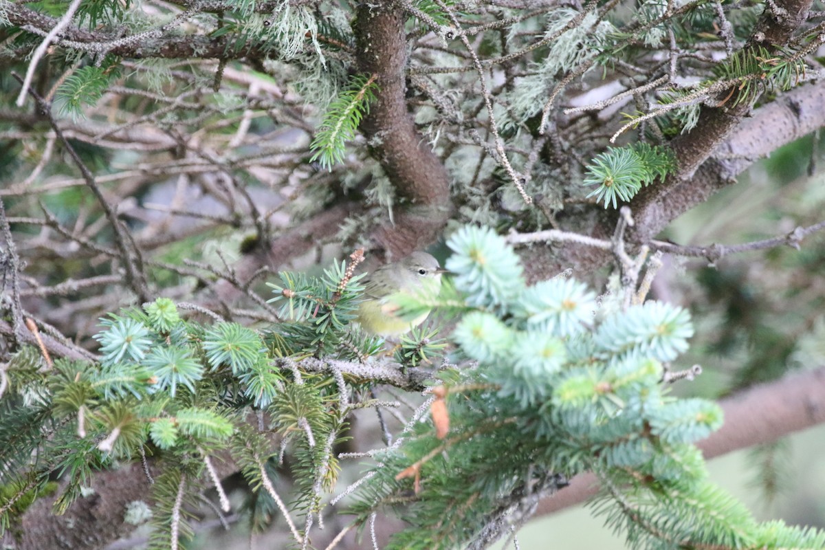 Orange-crowned Warbler - ML254846691
