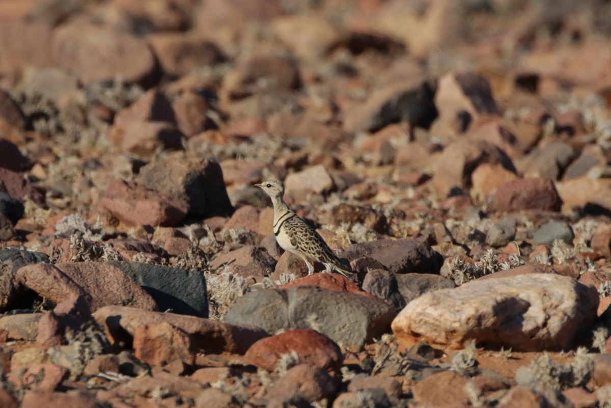 Double-banded Courser - ML254846811