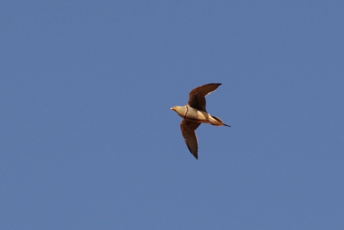 Namaqua Sandgrouse - ML254846871