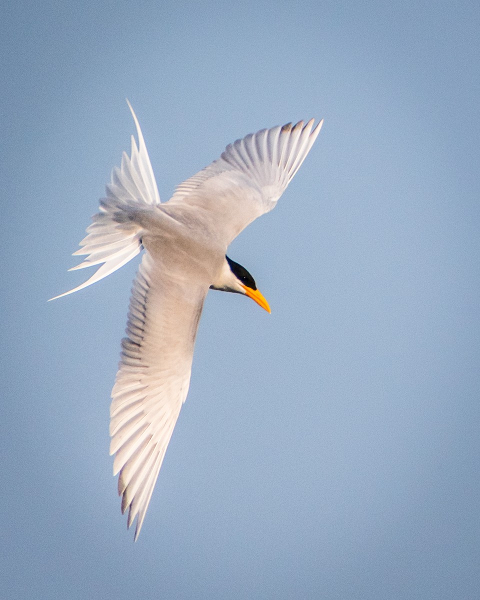 River Tern - Nikhil  Lakare