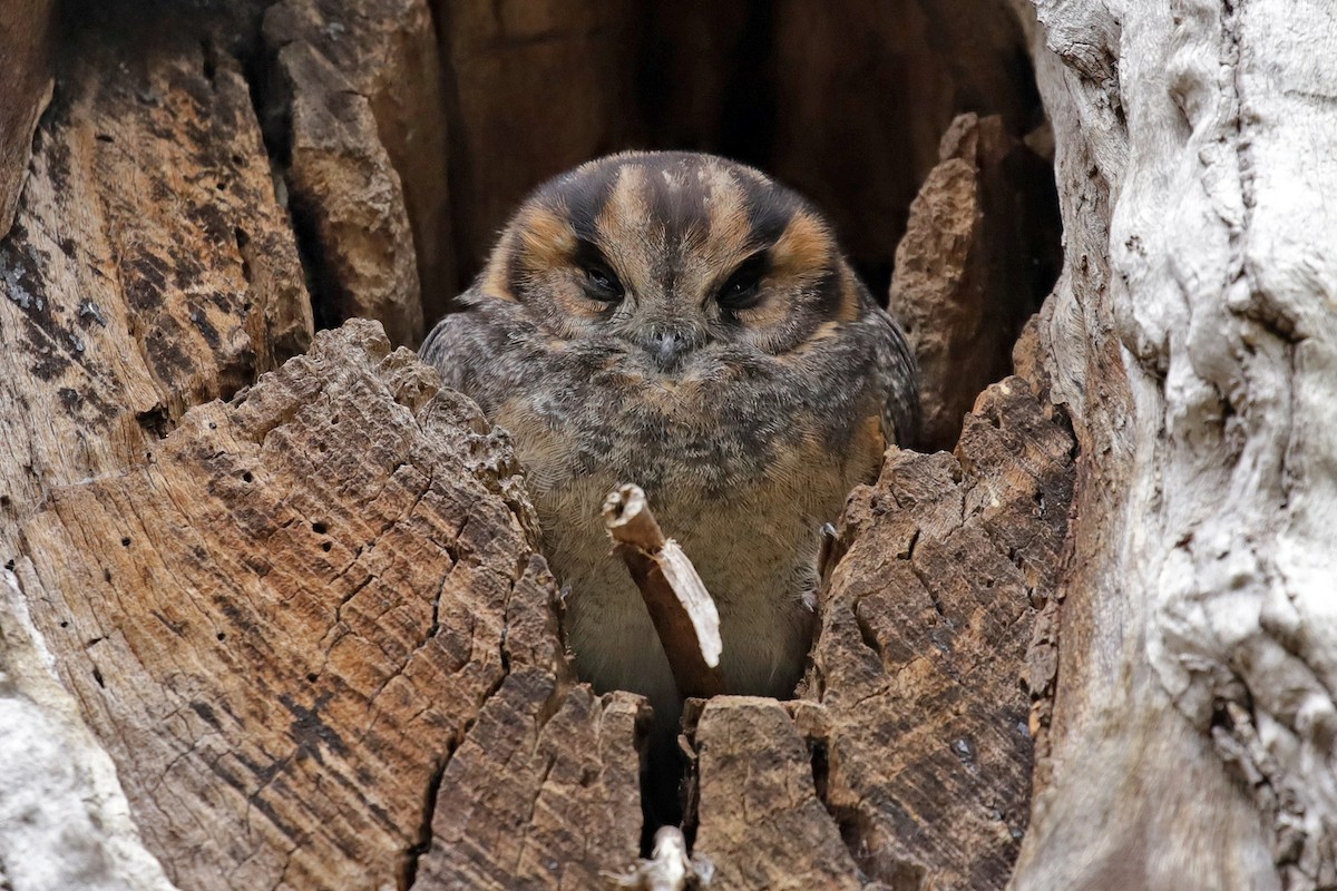 Australian Owlet-nightjar - ML254847401