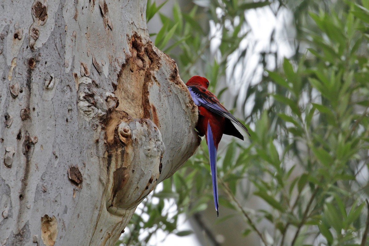 Crimson Rosella - ML254847451