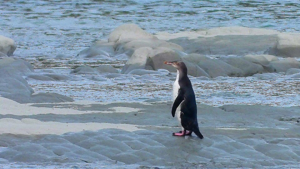 Pingüino Ojigualdo - ML254847991