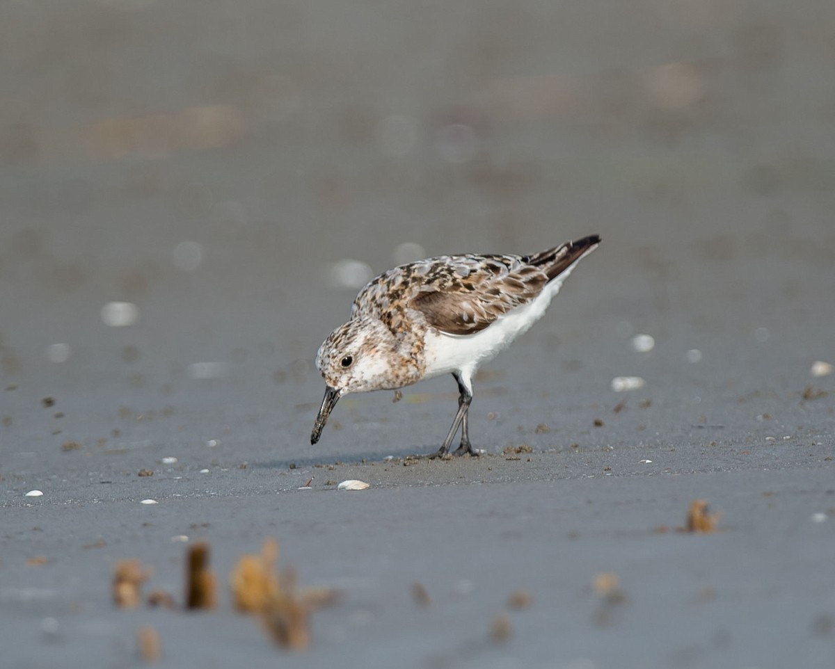 Sanderling - ML254850141