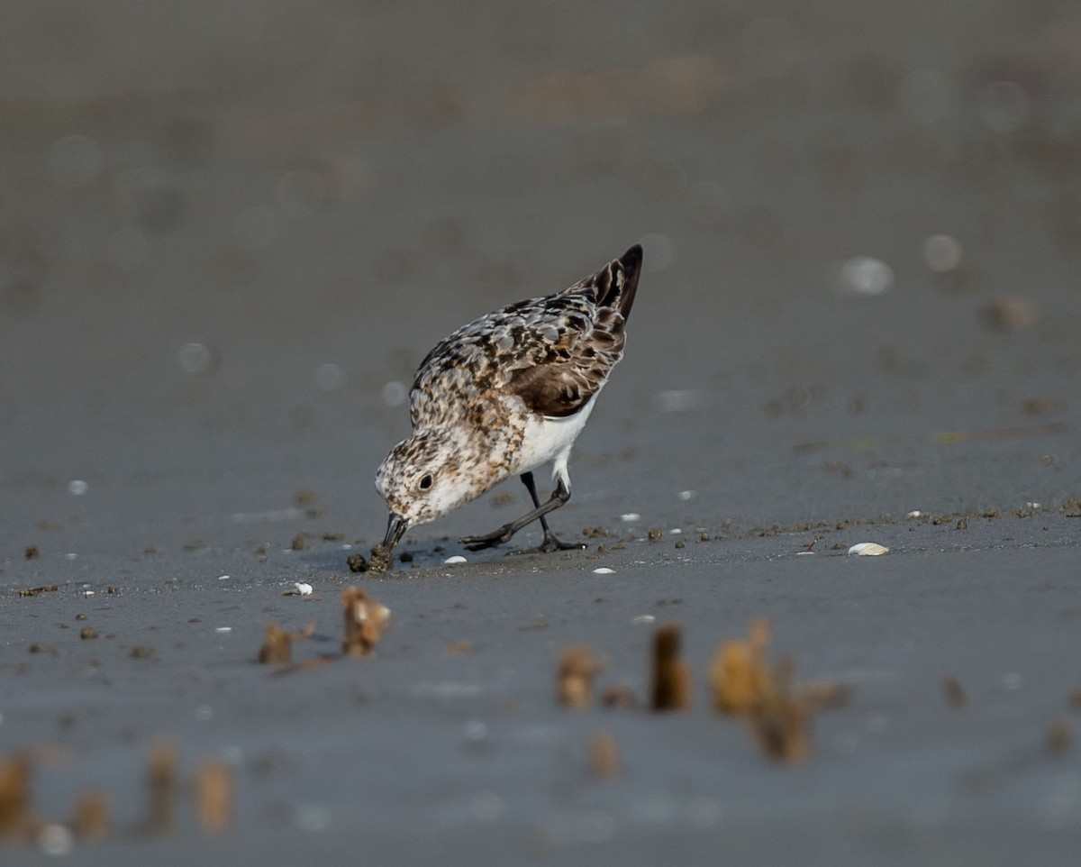 Sanderling - ML254850151