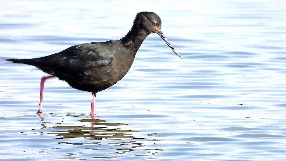 Black Stilt - ML254850241