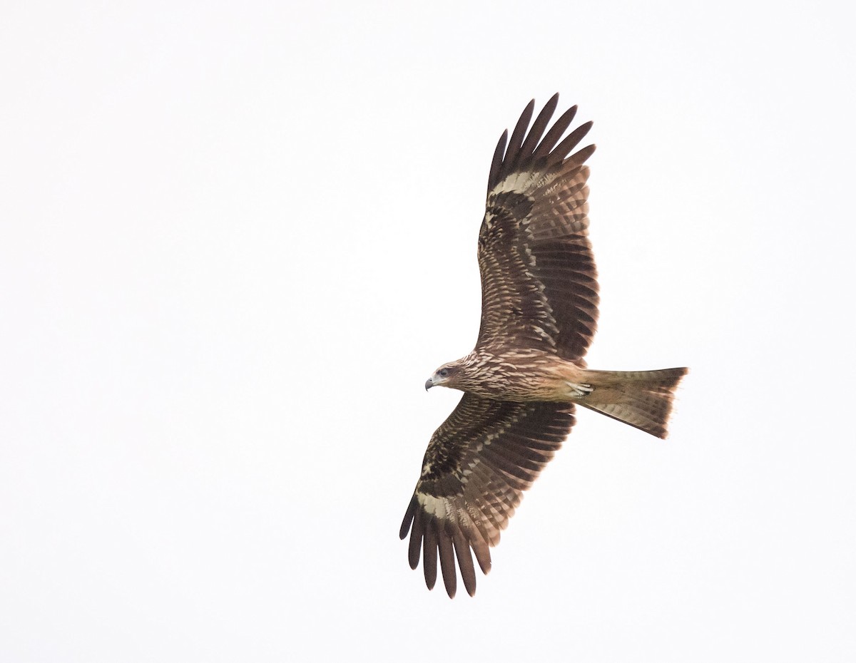 Black Kite - ML254850261