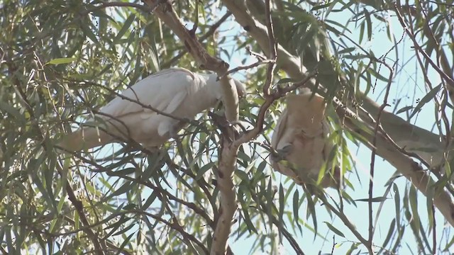 Western Corella - ML254852641