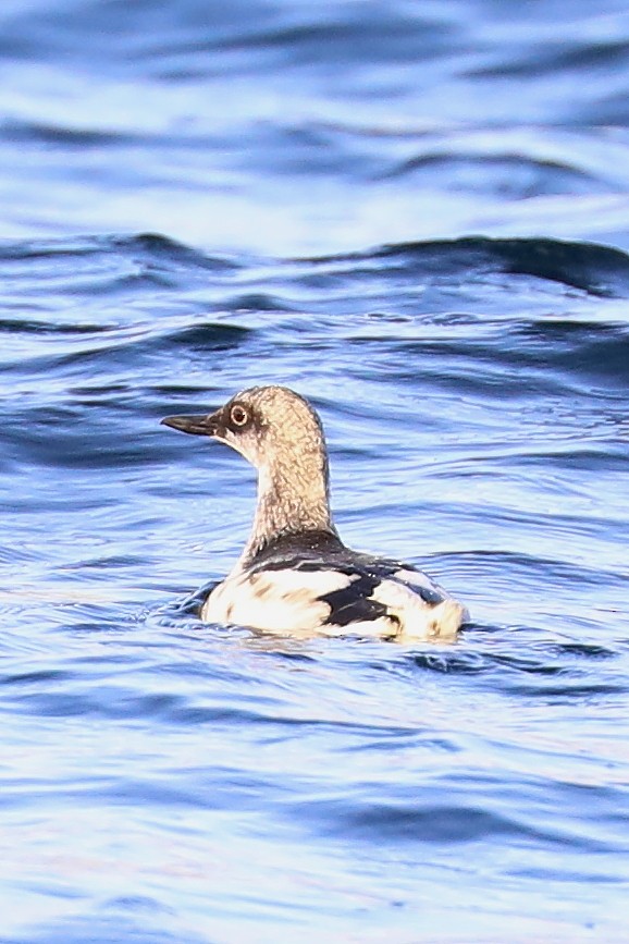 Pigeon Guillemot - ML254852761