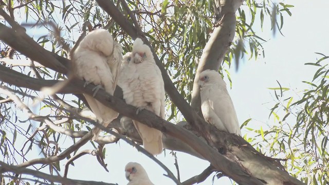 Western Corella - ML254852791