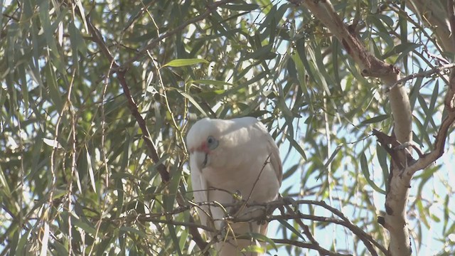 Western Corella - ML254852811