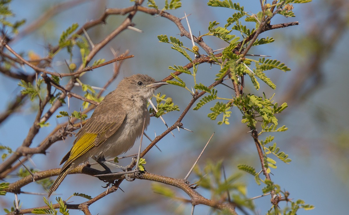 Rufous-throated Honeyeater - ML254853401