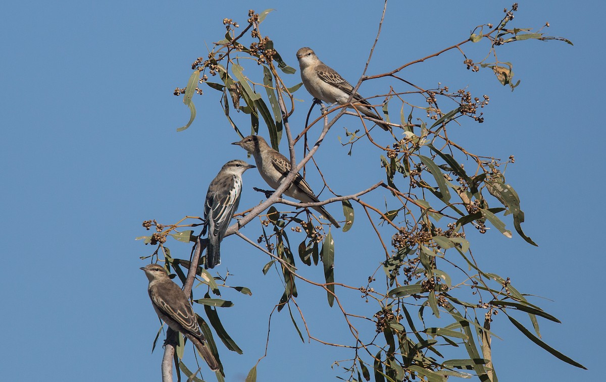 White-winged Triller - ML254853491