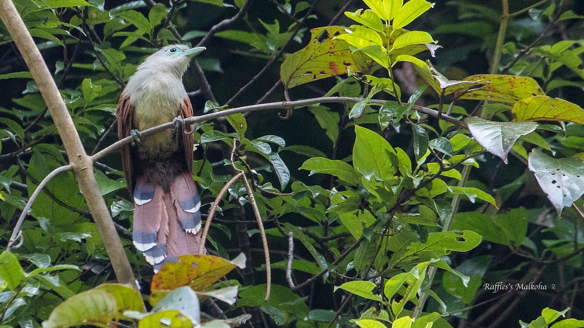 Raffles's Malkoha - ML254853541