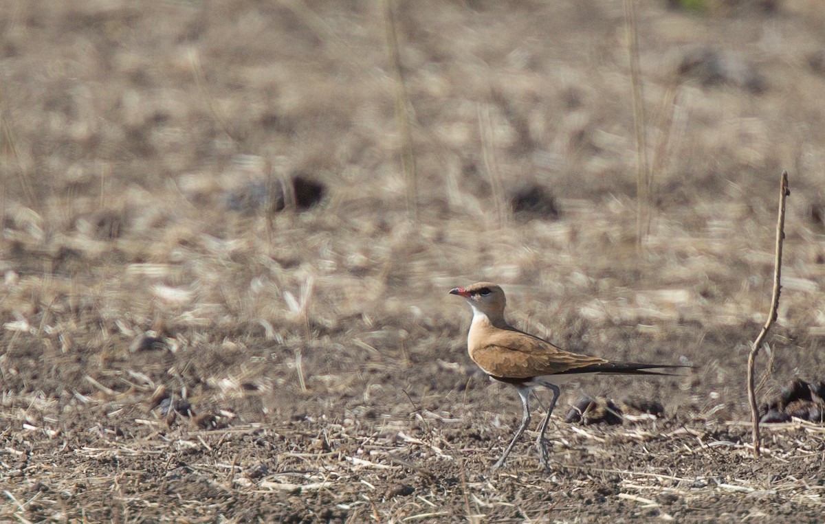 Australian Pratincole - ML254853651