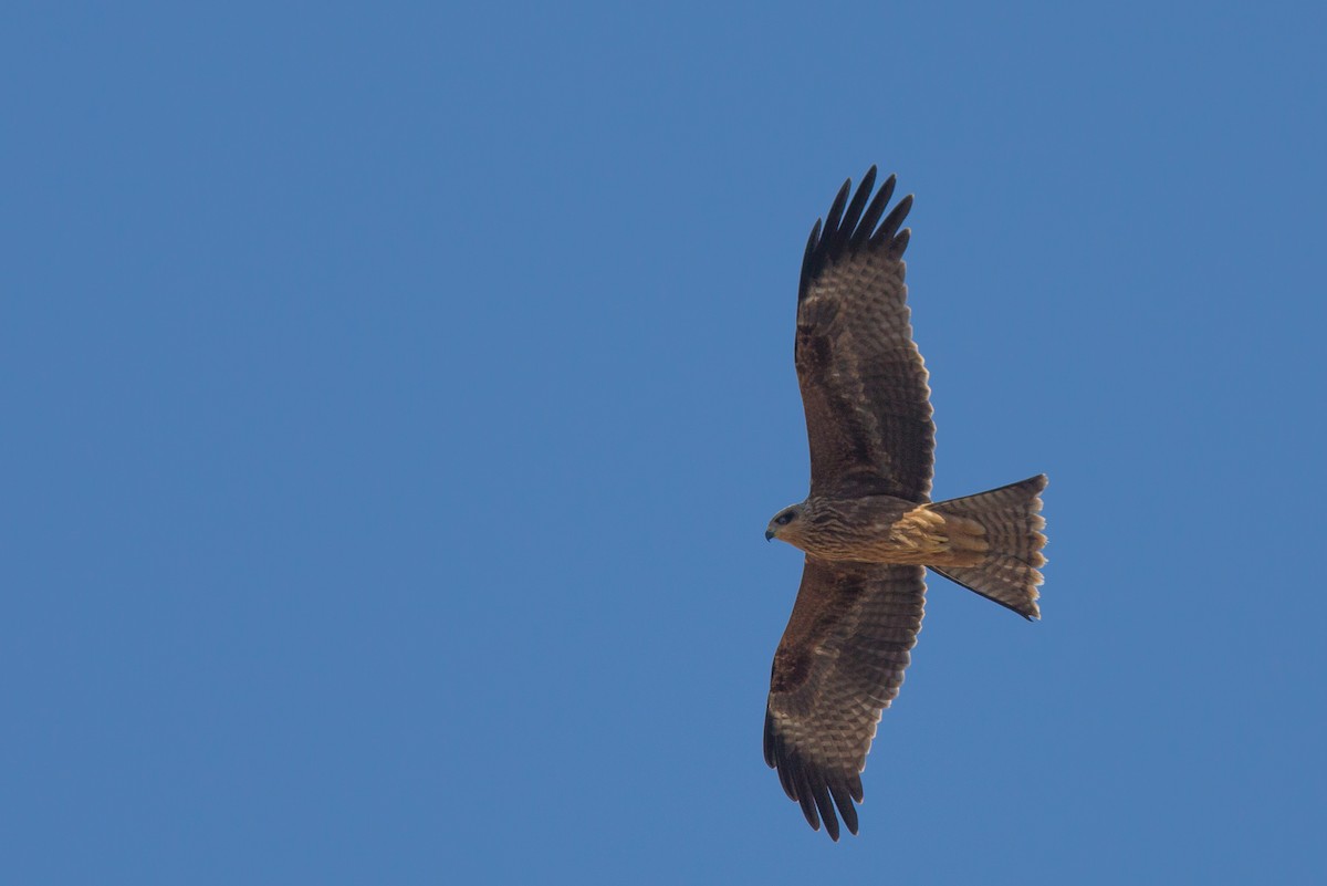 Black Kite - ML254853691