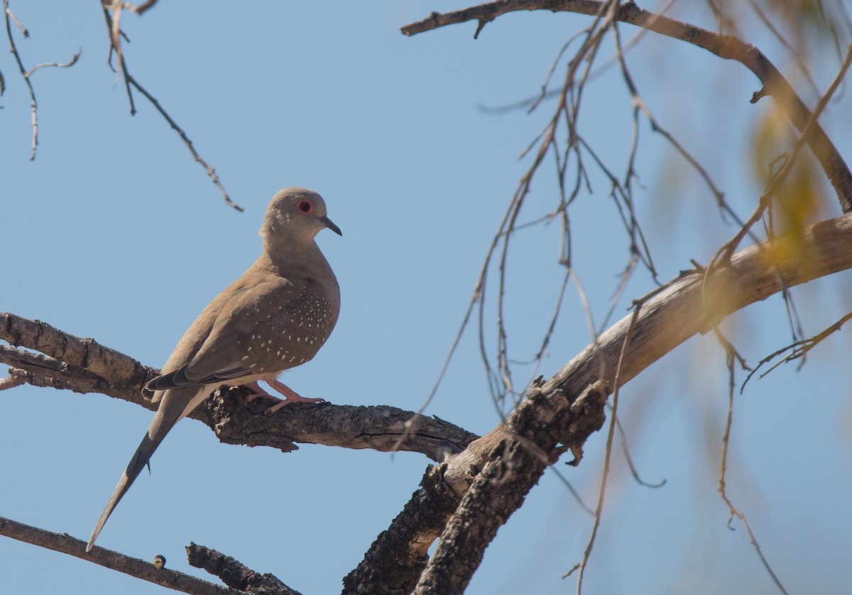 Diamond Dove - ML254853761