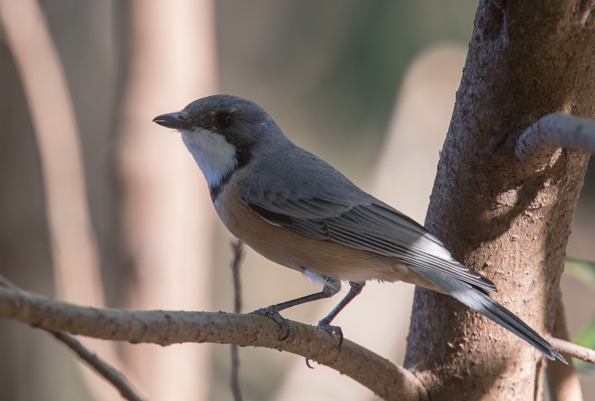 Rufous Whistler - ML254853881